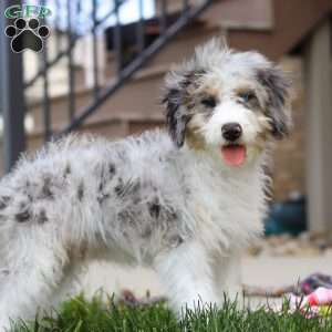 Alfie, Mini Bernedoodle Puppy